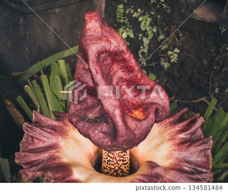 Amorphophallus paeoniifolius elephant foot yam inflorescence maroon spadix tropical corpse flower relative, large purple spathe surrounds central spike amid green exotic foliage. High quality photo 134581484