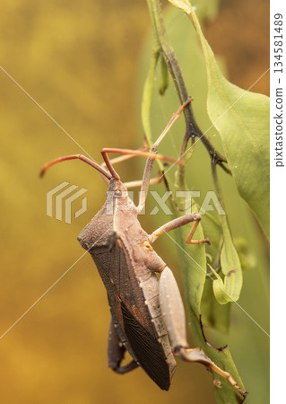 Common Gum-tree Bug Common Gum-tree Bug 134581489