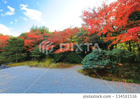 【京都府】晴朗的一天，圓德院南庭的秋葉 134581516