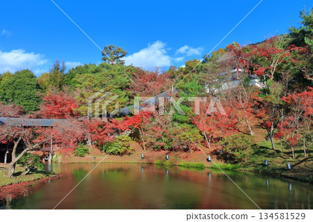 【京都府】晴天時高台寺的牙龍池和秋葉 134581529