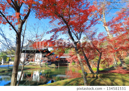 [Kyoto Prefecture] Autumn leaves at Kodaiji Temple on a clear day 134581531