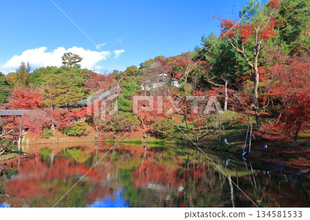 【京都府】晴天時高台寺的牙龍池和秋葉 134581533