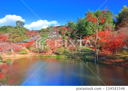 【京都府】晴天時高台寺的牙龍池和秋葉 134581546