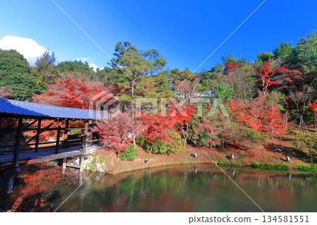 [Kyoto Prefecture] Garyu Pond and autumn leaves at Kodaiji Temple on a clear day 134581551