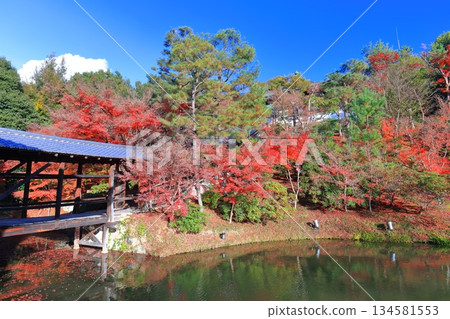 [Kyoto Prefecture] Garyu Pond and autumn leaves at Kodaiji Temple on a clear day 134581553