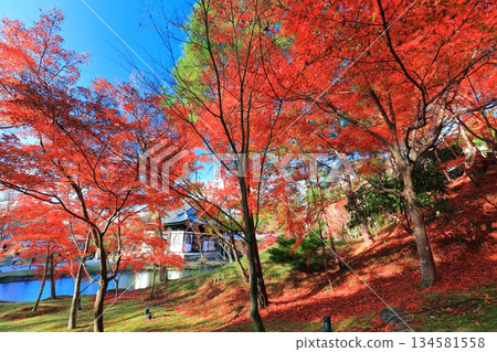 [Kyoto Prefecture] Autumn leaves at Kodaiji Temple on a clear day 134581558