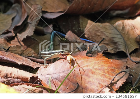 Japanese grass lizard preying on insects Japanese grass lizard preying on insects 134581657