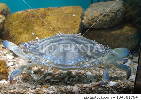Gazami crab Gazami crab 134581764