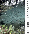 The mysterious spring water of Izumi Shrine 134581838