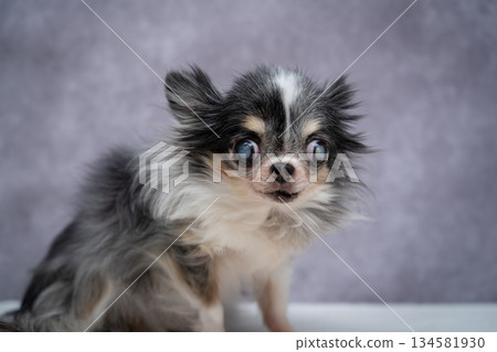 吉娃娃白內障 吉娃娃白內障 134581930