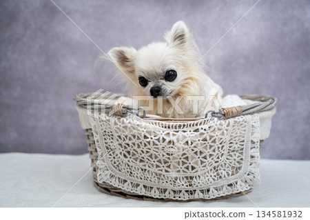 Chihuahua in a basket 134581932