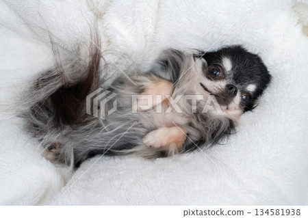 Chihuahua lying on its back Chihuahua lying on its back 134581938