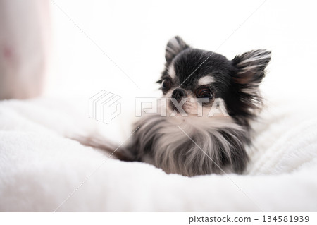 Chihuahua Chihuahua 134581939