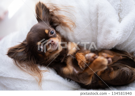 Chihuahua lying on its back 134581940