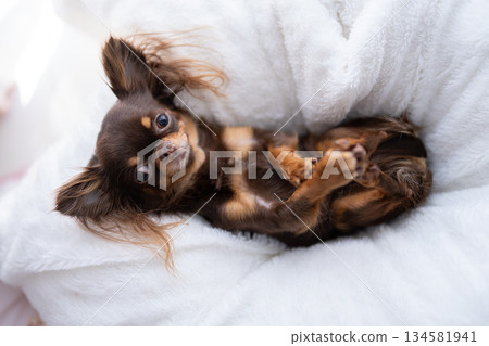 Chihuahua lying on its back 134581941
