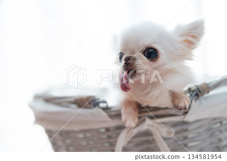 籃子裡的吉娃娃 134581954