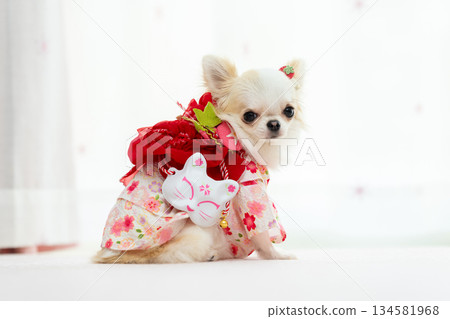 Chihuahua in a Yukata Chihuahua in a Yukata 134581968