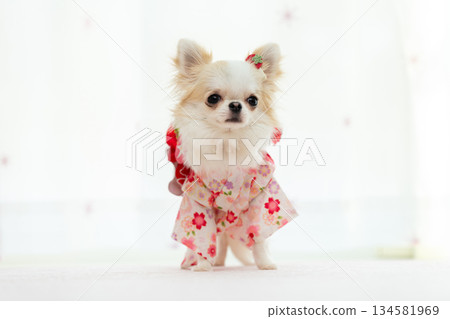 Chihuahua in a Yukata Chihuahua in a Yukata 134581969