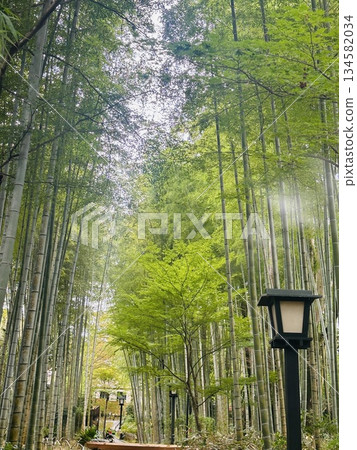 走竹林的道路 走竹林的道路 134582034