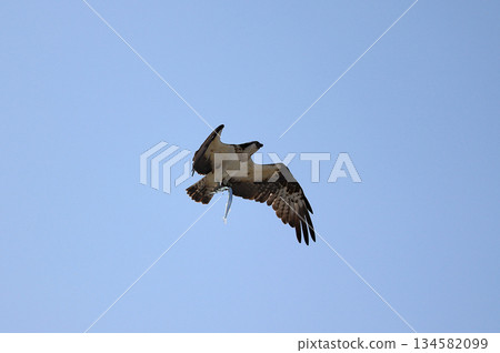 一隻鷂捕到了一隻半喙魚，然後飛走了。 134582099