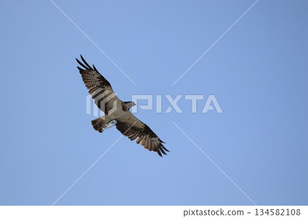 An osprey catches a halfbeak and flies away 134582108