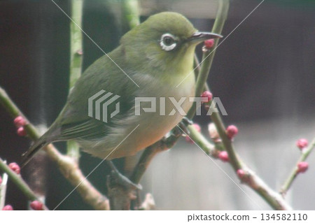 Red plum blossoms and a Japanese white-eye 134582110