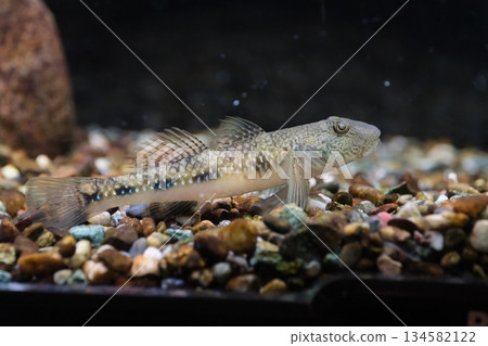 子陵吻鰕虎魚 子陵吻鰕虎魚 134582122