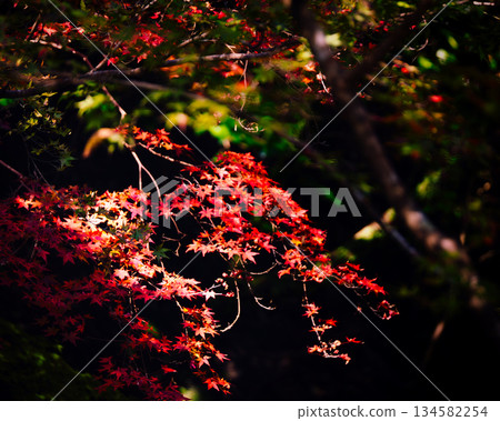 Beautiful autumn leaves Beautiful autumn leaves 134582254