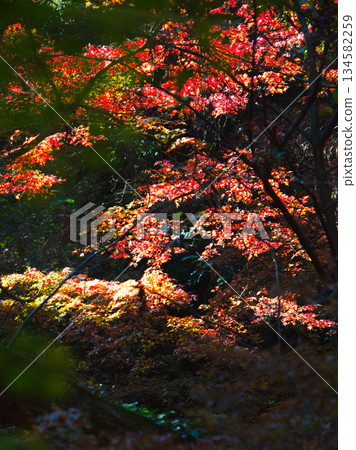 Beautiful autumn leaves Beautiful autumn leaves 134582259