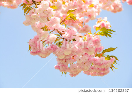 Double cherry blossoms in full bloom 3 Double cherry blossoms in full bloom 3 134582267