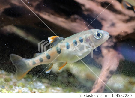 Yamame的幼魚 134582280