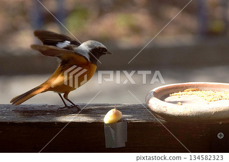 Winter bird: Daurian redstart 134582323