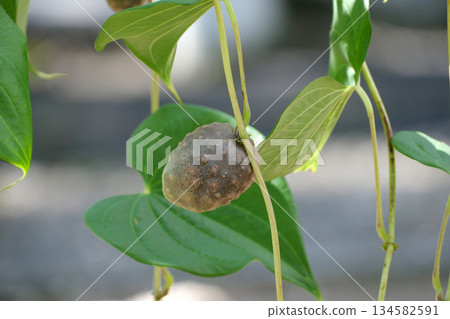 苦白蠟球莖 134582591