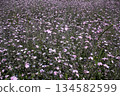 A cluster of pale pink flowers blooming in a spring field 134582599