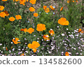 Orange poppies and small wildflowers blooming in a spring flowerbed 134582600