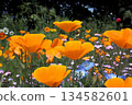 A field of vibrant orange poppies blooming in spring 134582601
