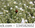 Ladybug resting on a small white flower Spring natural scenery 134582602