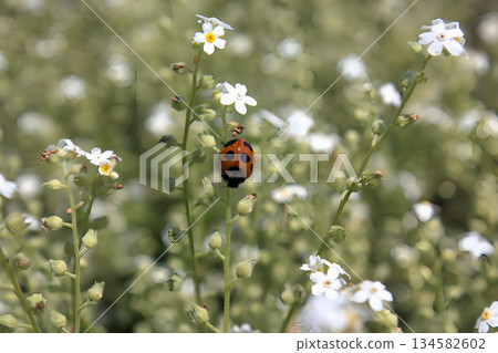 Ladybug resting on a small white flower Spring natural scenery Ladybug resting on a small white flower Spring natural scenery 134582602