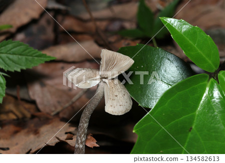 A clover-like three-lobed genus of mushrooms (macrophotography of mushrooms in their natural environment) A clover-like three-lobed genus of mushrooms (macrophotography of mushrooms in their natural environment) 134582613
