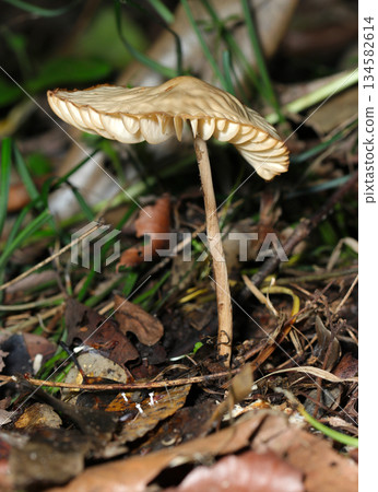 Side view of a beige-colored *Ophiopogon pulcherrimus* mushroom growing on the forest floor (strobe macro photography in a natural environment). Side view of a beige-colored *Ophiopogon pulcherrimus* mushroom growing on the forest floor (strobe macro photography in a natural environment). 134582614