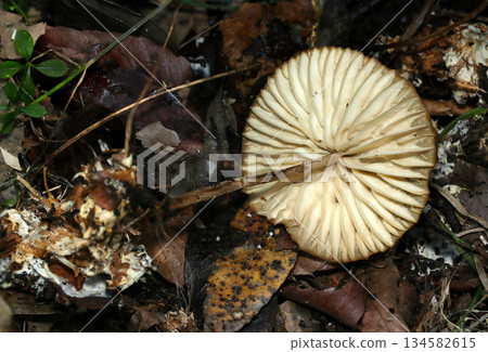Close-up of the underside and gills of a beige giant oyster mushroom cap growing in fertile soil (macro flash photography in natural environment) Close-up of the underside and gills of a beige giant oyster mushroom cap growing in fertile soil (macro flash photography in natural environment) 134582615
