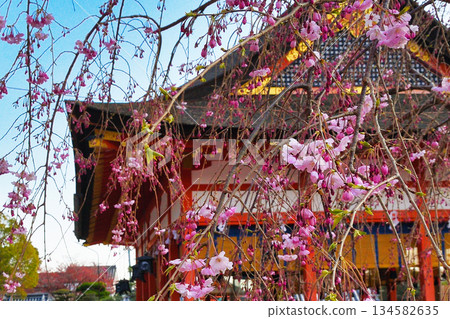 Beautiful cherry blossoms at Fushimi Inari Taisha Shrine in Kyoto (Fushimi Ward, Kyoto City, Kyoto Prefecture) Beautiful cherry blossoms at Fushimi Inari Taisha Shrine in Kyoto (Fushimi Ward, Kyoto City, Kyoto Prefecture) 134582635