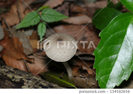 Green leaves and a muted-colored holly mushroom growing in the soil of a wooded area (macro photography of natural fungi and mushrooms) Green leaves and a muted-colored holly mushroom growing in the soil of a wooded area (macro photography of natural fungi and mushrooms) 134582656