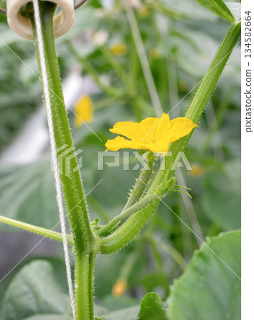 Cucumber greenhouse cultivation female flowers Cucumber greenhouse cultivation female flowers 134582664