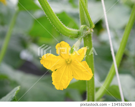 Cucumber greenhouse cultivation female flowers 134582666