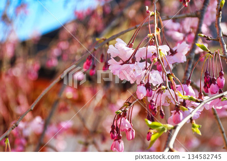 Beautiful cherry blossoms at Fushimi Inari Taisha Shrine in Kyoto (Fushimi Ward, Kyoto City, Kyoto Prefecture) 134582745
