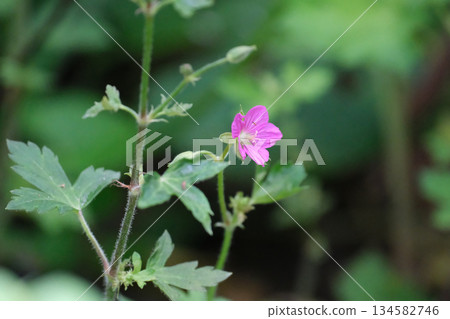 Cranesbill花 134582746