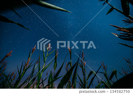 Bottom View Of Night Starry Sky With Milky Way From Green Maize Corn Field Plantation In Summer Agricultural Season. Night Stars Above Countryside Rural Landscape In August Month. Bottom View Of Night Starry Sky With Milky Way From Green Maize Corn Field Plantation In Summer Agricultural Season. Night Stars Above Countryside Rural Landscape In August Month. 134582750