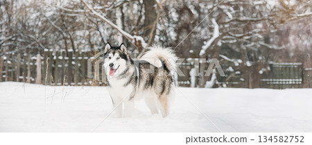 Alaskan Malamute Playing Outdoor In Snow, Winter Season. Playful Pets Outdoors 134582752