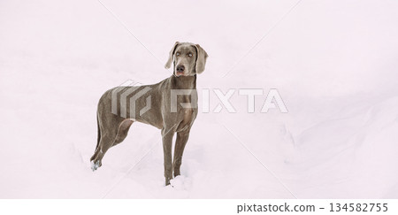Beautiful Weimaraner Dog Standing In Snow At Winter Day. Large Dog Breds For Hunting. The Weimaraner Is An All-purpose Gun Dog Beautiful Weimaraner Dog Standing In Snow At Winter Day. Large Dog Breds For Hunting. The Weimaraner Is An All-purpose Gun Dog 134582755